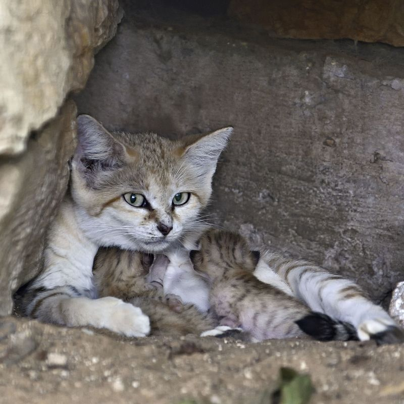 Illustration for article titled Surprise Sand Kittens are the Best Sand Kittens
